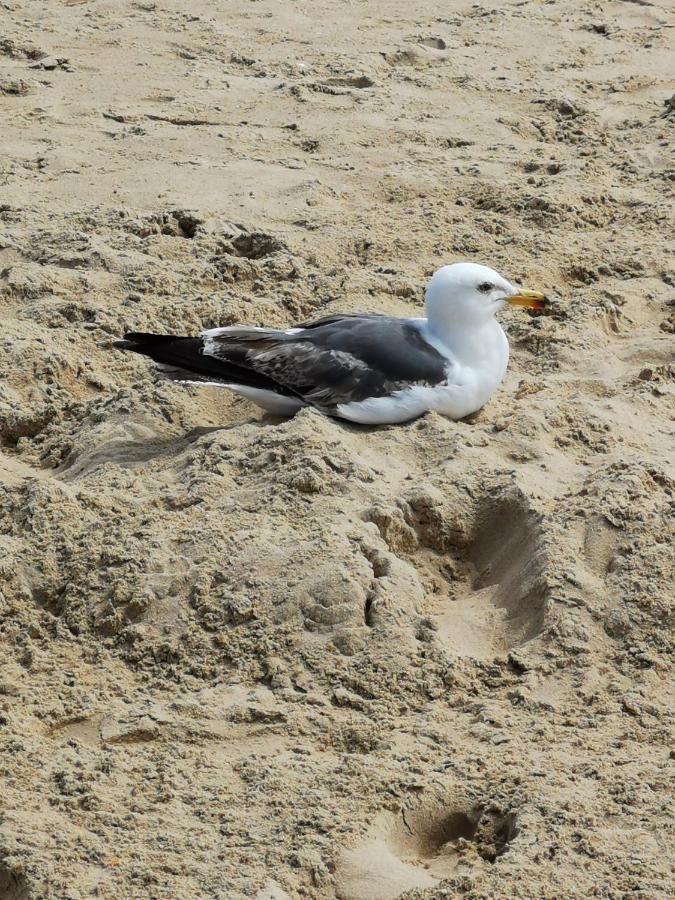 Poseidon Friends Leilighet Bournemouth Eksteriør bilde